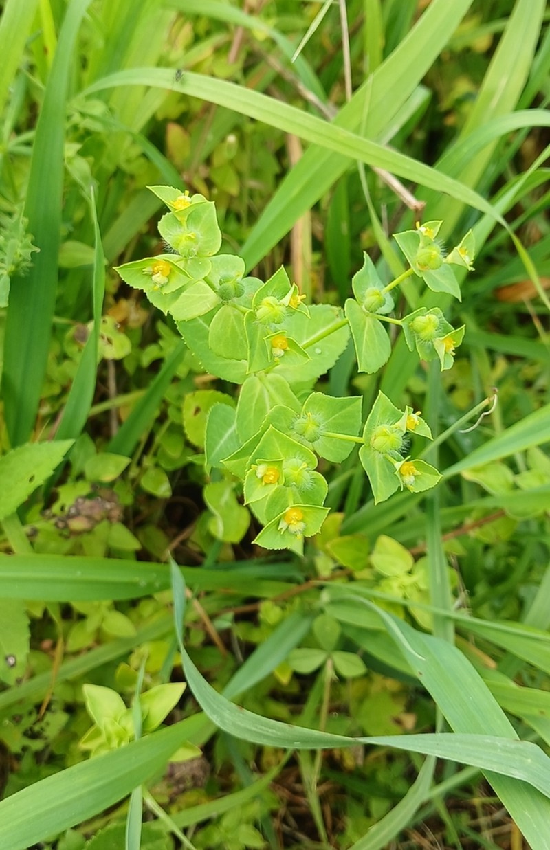 Euphorbia berythea photo 3