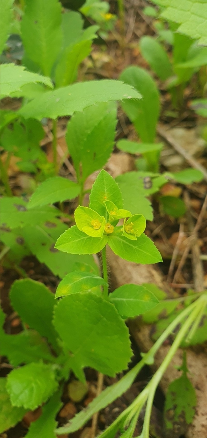 Euphorbia berythea photo 4