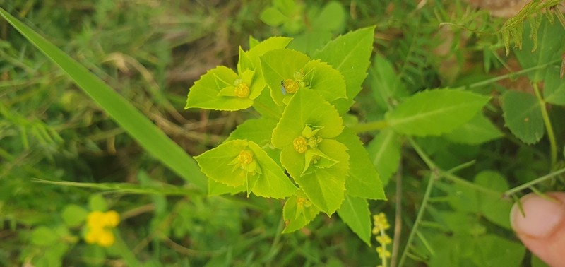 Euphorbia berythea photo 5