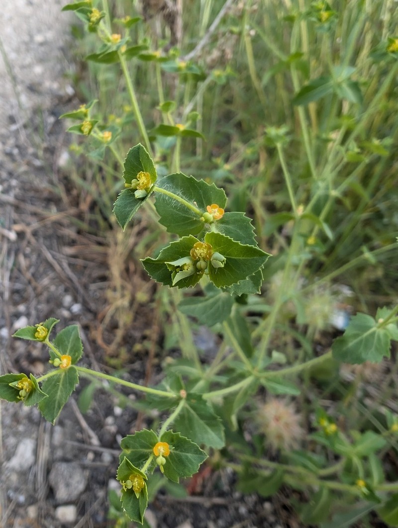 Euphorbia berythea photo 6