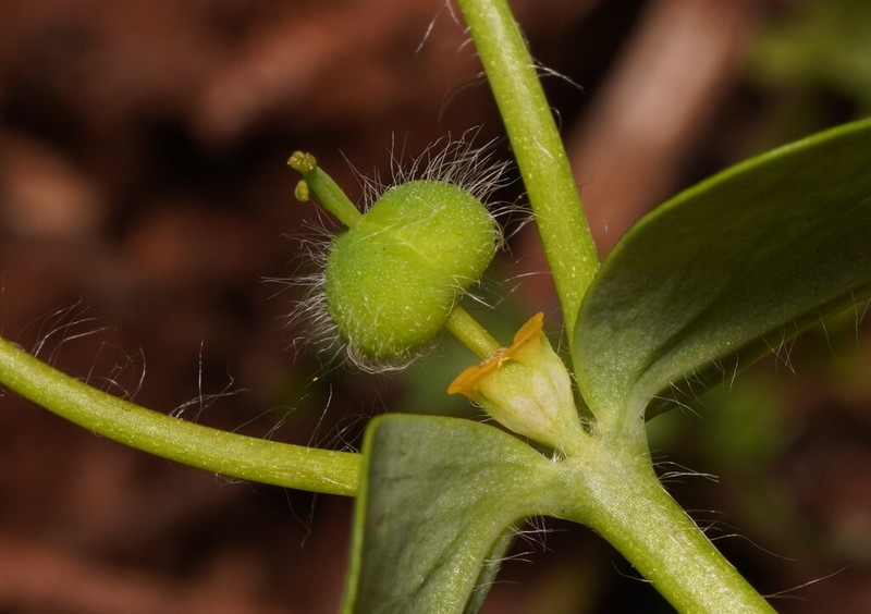 Euphorbia berythea photo 7
