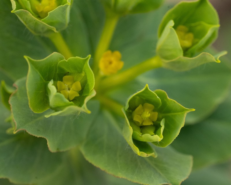 Euphorbia berythea photo 8