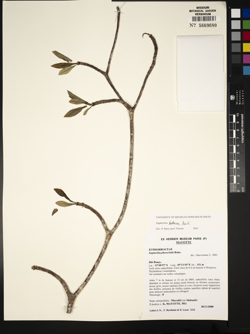 Euphorbia betacea