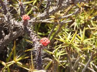 Euphorbia betrokana