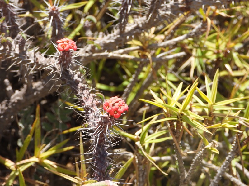 Euphorbia betrokana photo 3