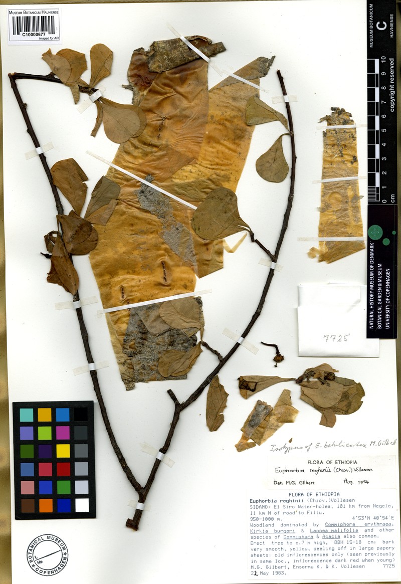 Euphorbia betulicortex