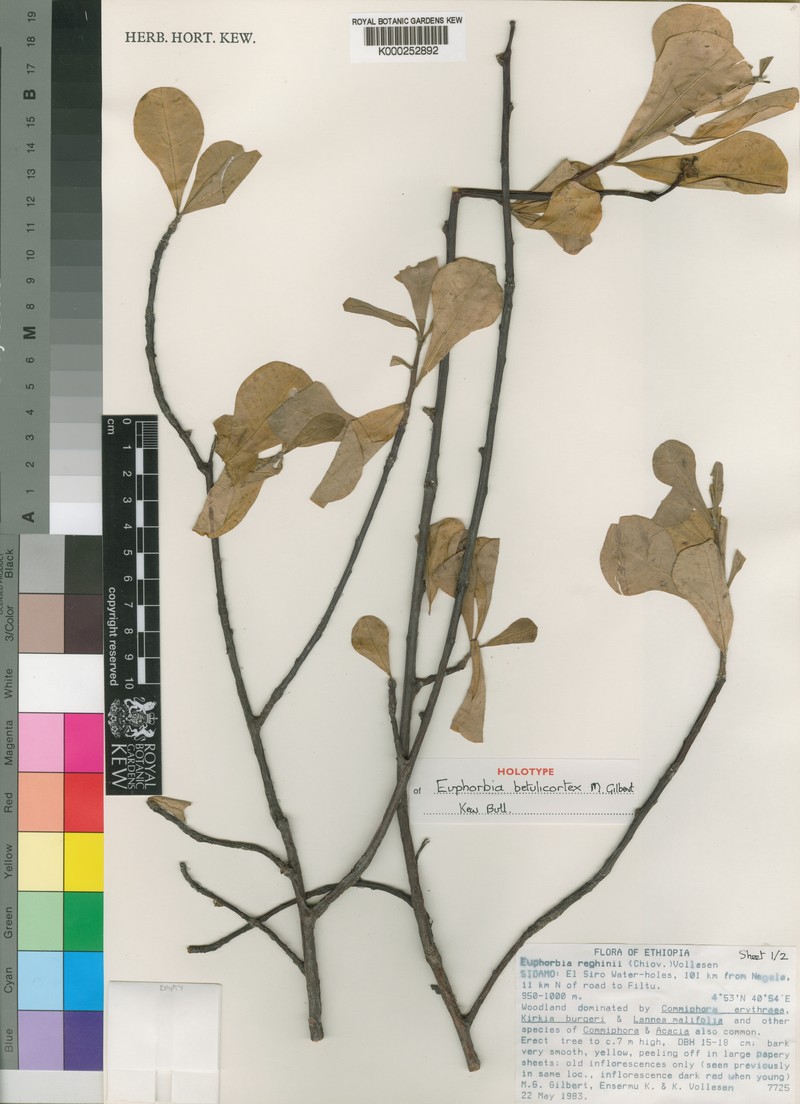 Euphorbia betulicortex photo 3