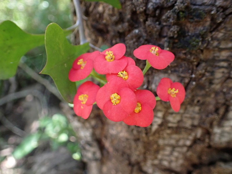 Euphorbia bevilaniensis