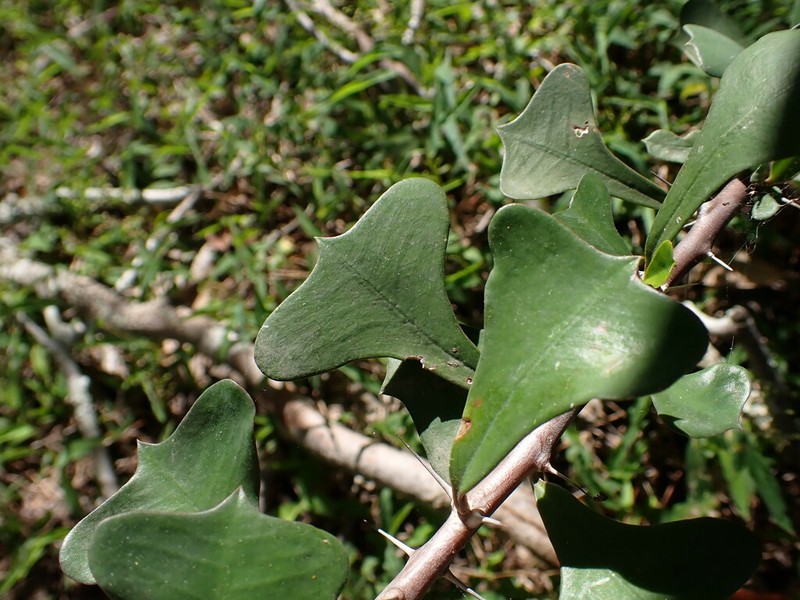 Euphorbia bevilaniensis photo 2