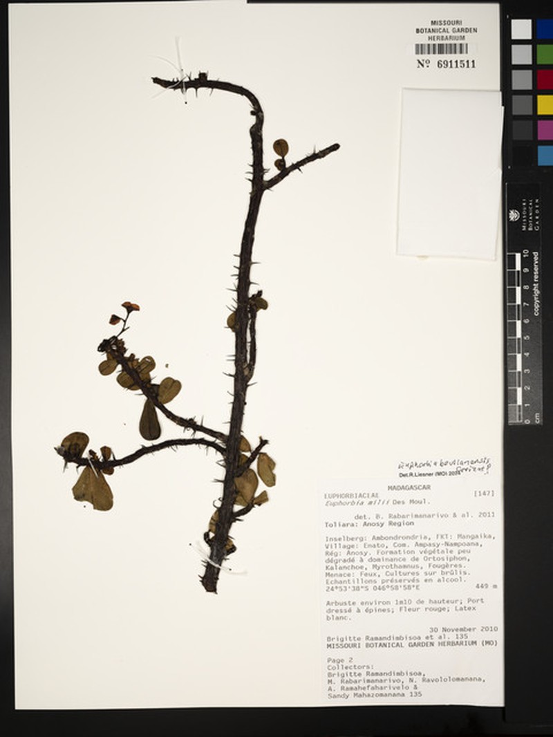 Euphorbia bevilaniensis photo 5
