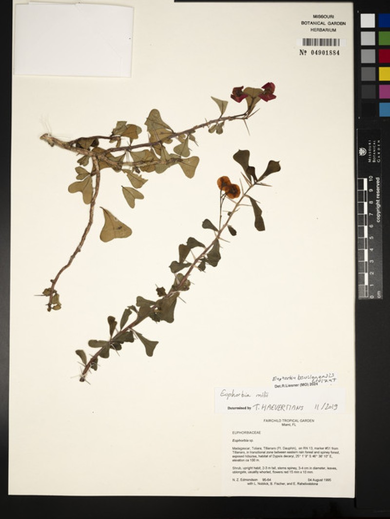 Euphorbia bevilaniensis photo 7