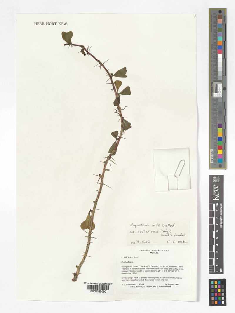 Euphorbia bevilaniensis photo 8