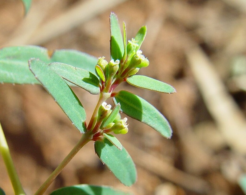 Euphorbia biconvexa
