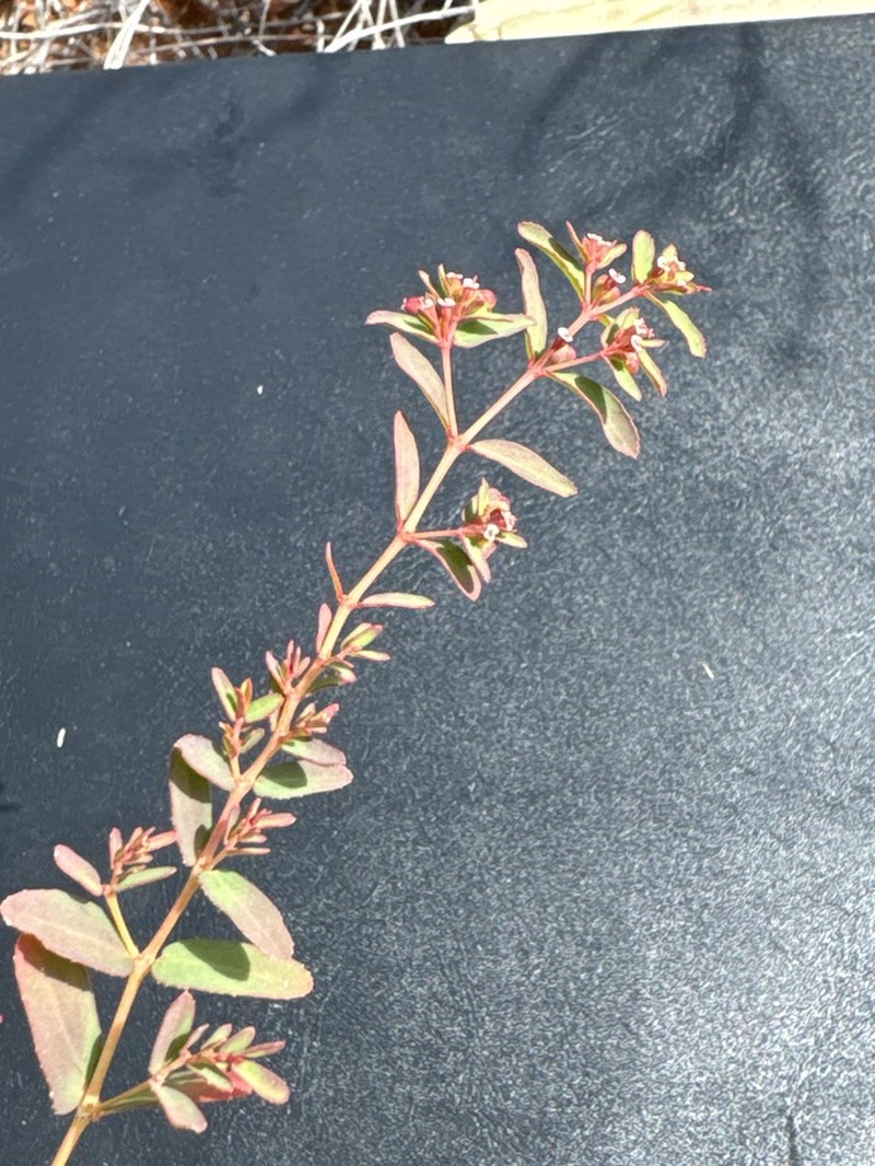 Euphorbia biconvexa photo 2