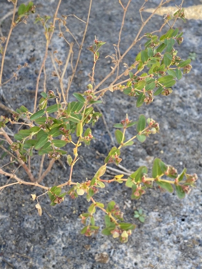Euphorbia biconvexa photo 3
