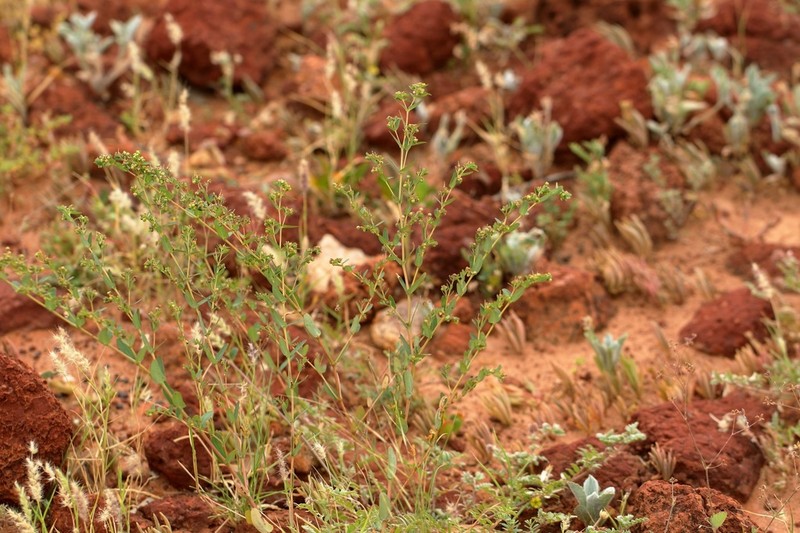 Euphorbia biconvexa photo 4