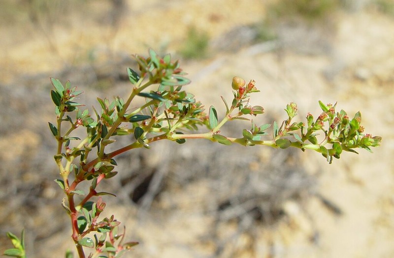Euphorbia biconvexa photo 5