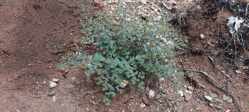 Euphorbia biconvexa photo 6