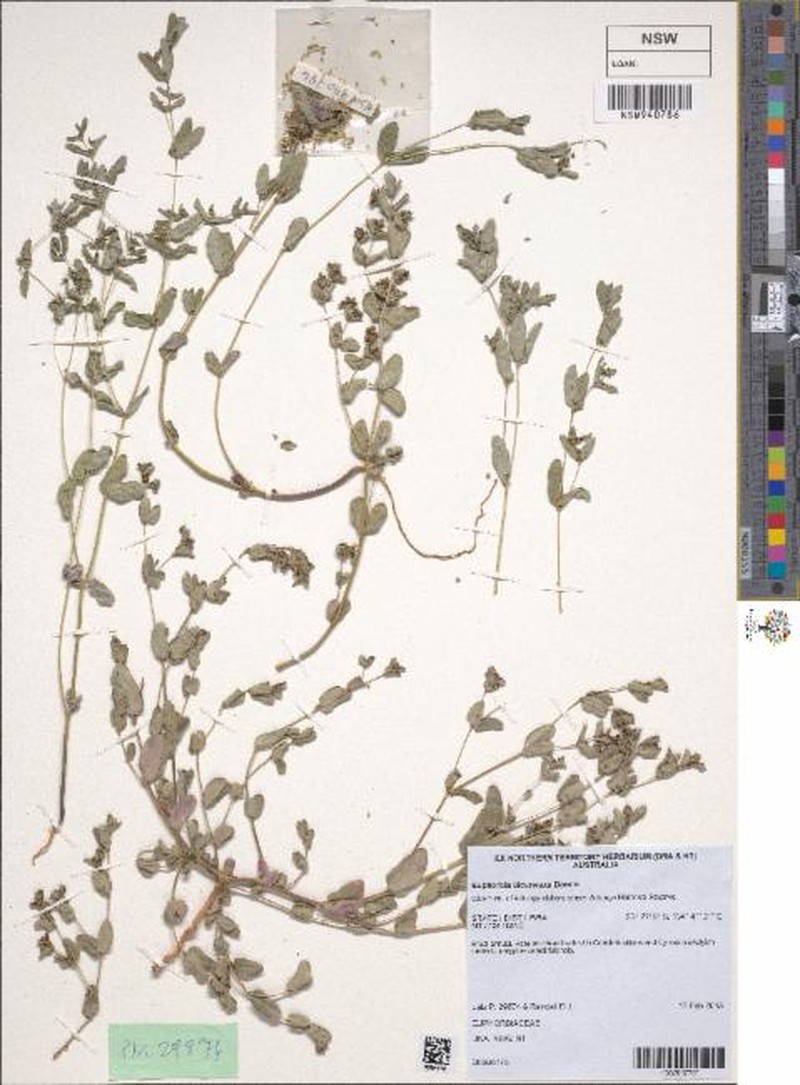 Euphorbia biconvexa photo 8