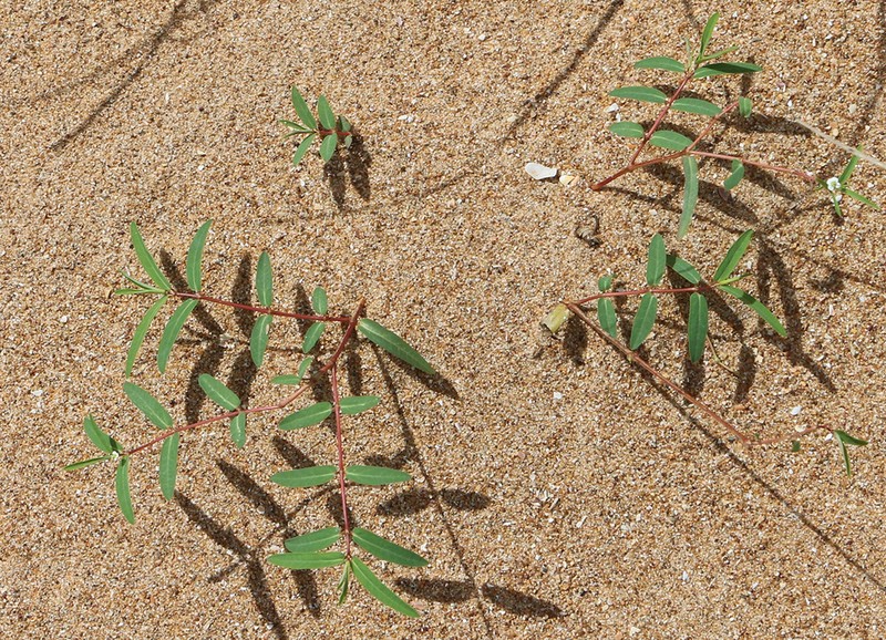 Cleft Sandmat photo 8