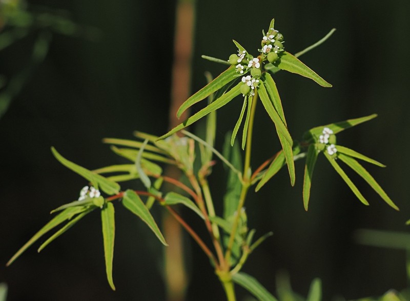 Euphorbia reinwardtiana