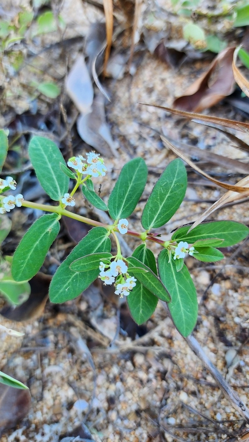 Euphorbia reinwardtiana photo 2