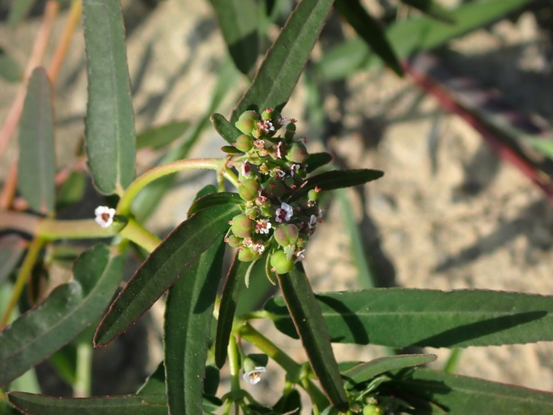 Euphorbia reinwardtiana photo 3