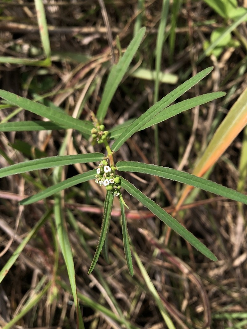 Euphorbia reinwardtiana photo 4