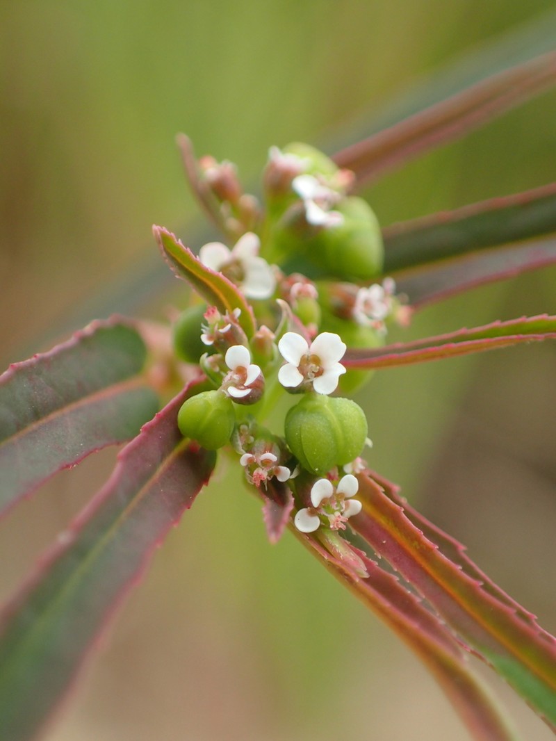 Euphorbia reinwardtiana photo 5