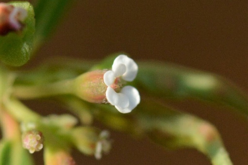 Euphorbia reinwardtiana photo 8