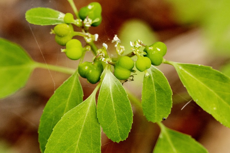 Forked Spurge
