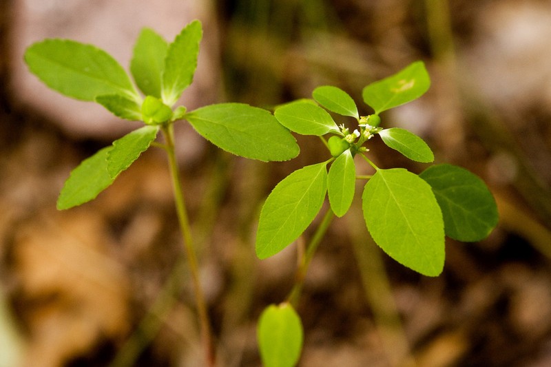Forked Spurge
