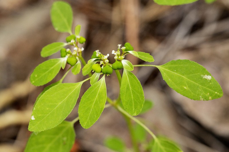 Forked Spurge photo 2