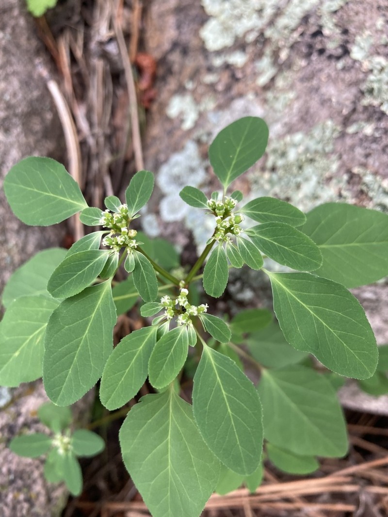 Forked Spurge photo 3