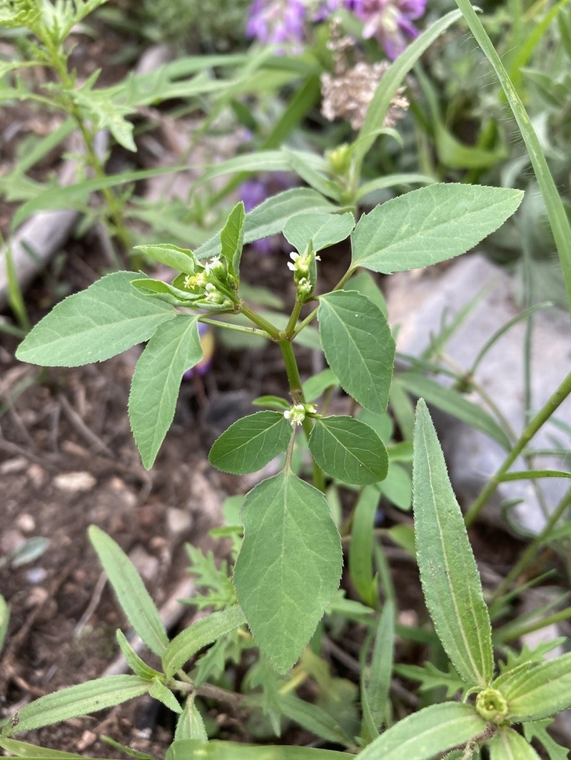 Forked Spurge photo 4