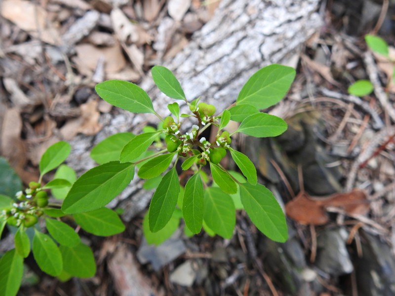 Forked Spurge photo 5