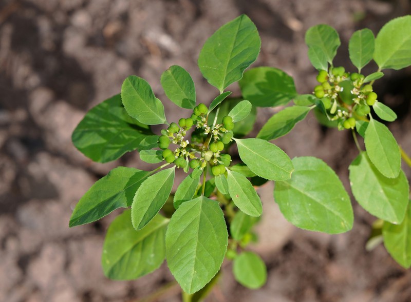 Forked Spurge photo 6