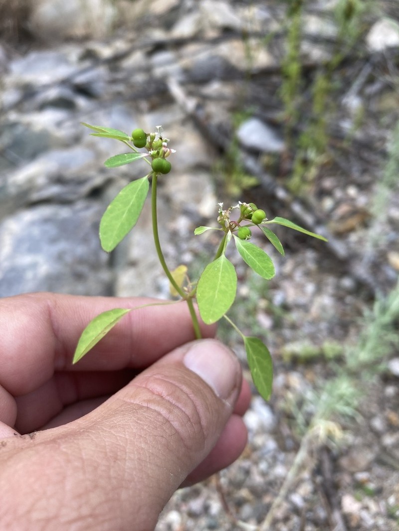 Forked Spurge photo 7