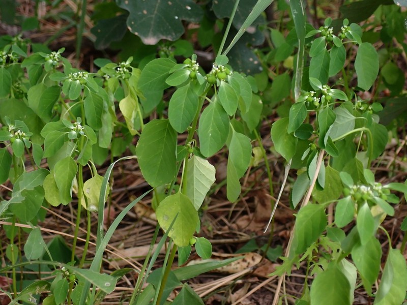 Forked Spurge photo 8