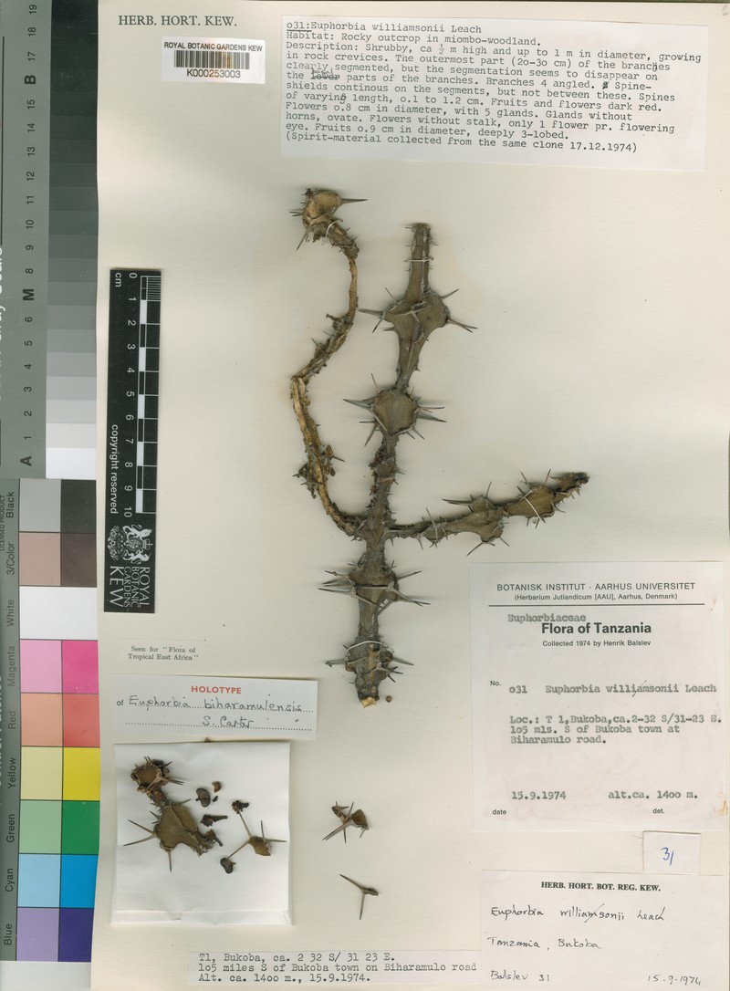 Euphorbia biharamulensis