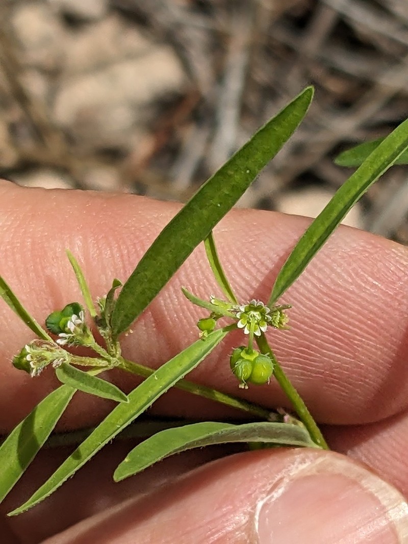 Blackseed Spurge