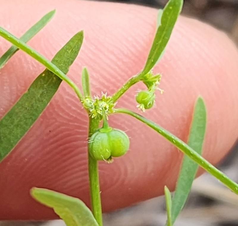 Blackseed Spurge photo 2