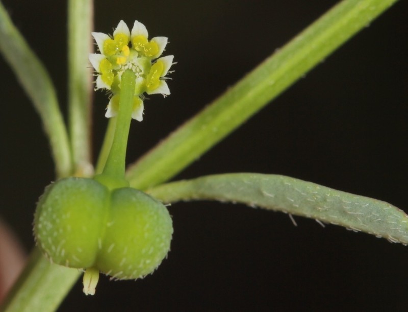 Blackseed Spurge photo 3