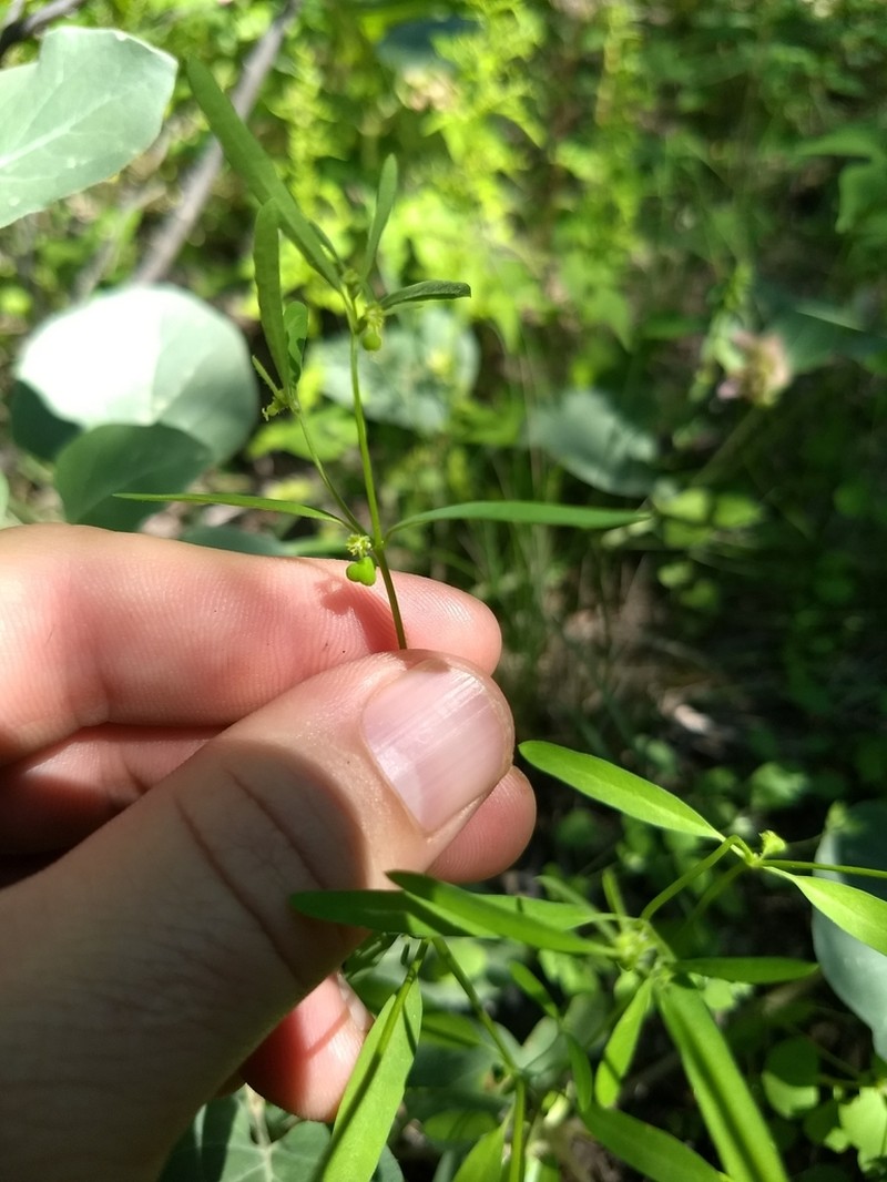 Blackseed Spurge photo 4