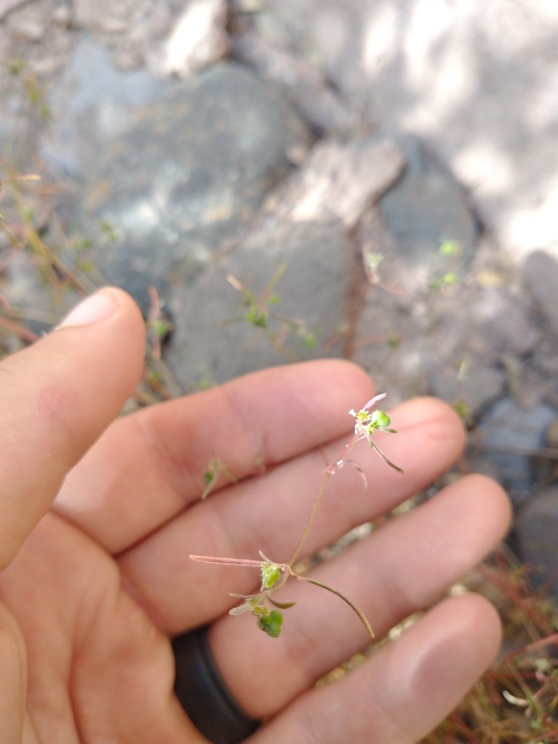 Blackseed Spurge photo 5