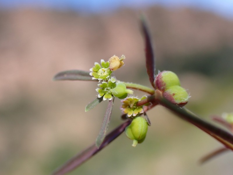 Blackseed Spurge photo 6