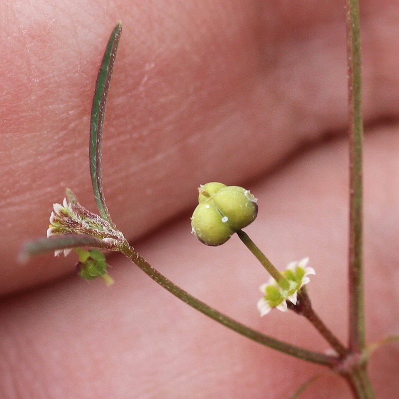 Blackseed Spurge photo 8