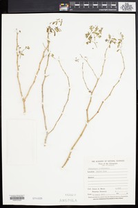 Euphorbia bindloensis