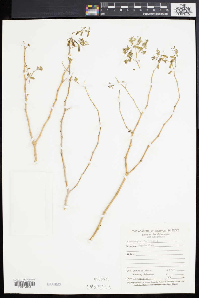 Euphorbia bindloensis