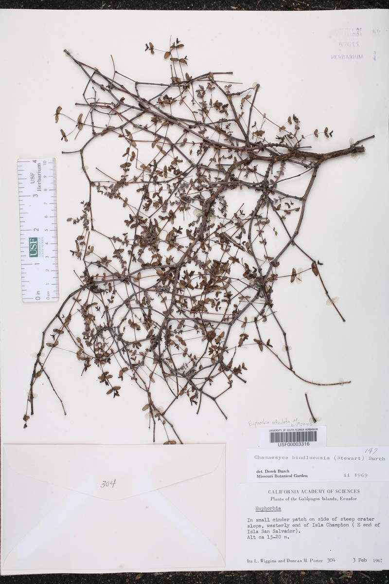 Euphorbia bindloensis photo 2